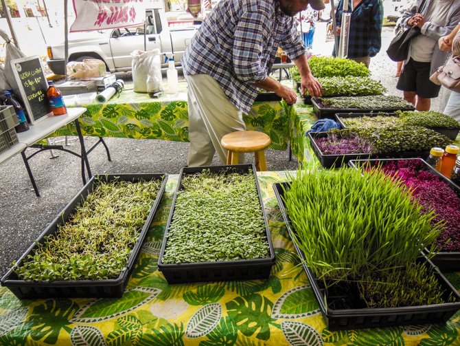 Farmer's Market, Fort Myers, Florida