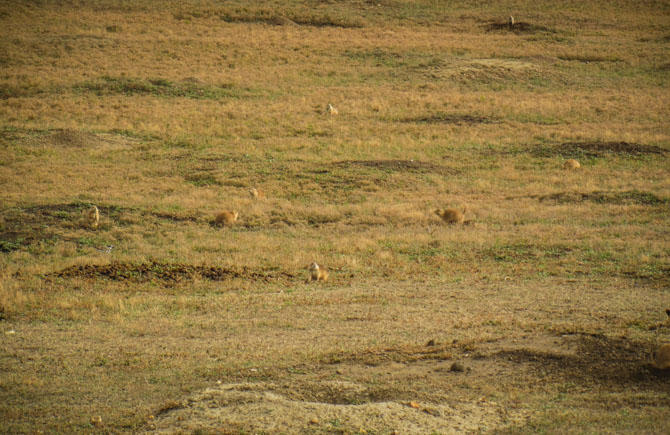 Teddy Rosevelt Nat Park-42